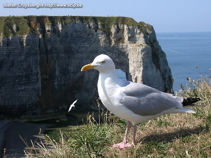 Etretat  Stefan Cruysberghs